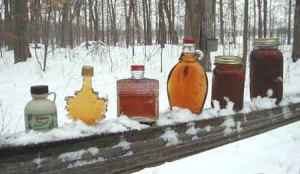 sugar-bush